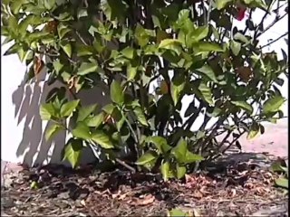 Tim's Tips: Trimming Hedges