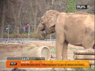 Une victoire pour les éléphants! (Lyon)
