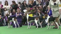 Etats-Unis: le Treeing Walker, nouvelle star des concours canins