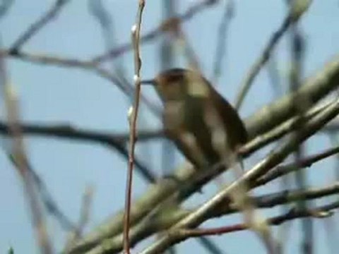 Ferdi Tayfur - Yuvasiz Kuslar Remix By Isyankar365