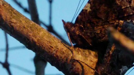 papillons accouplés lumière soleil couchant
