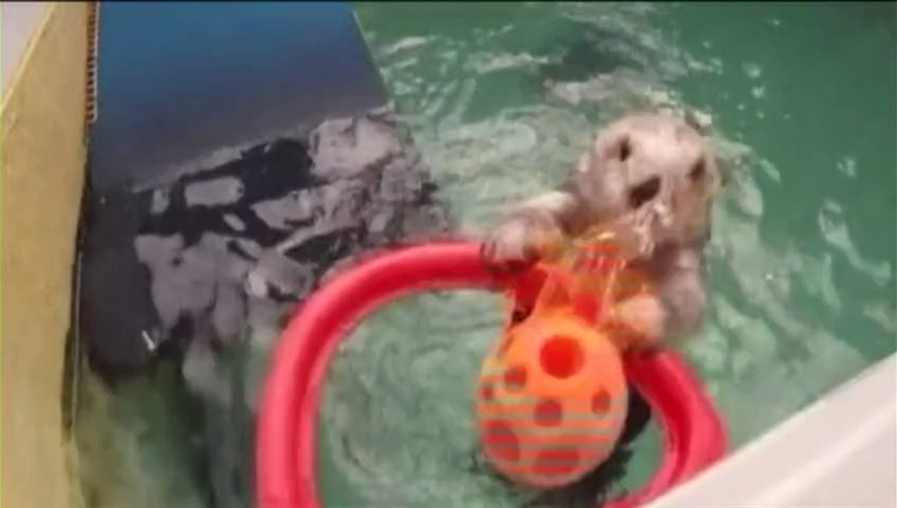 Basketball playing otter a slam-dunk