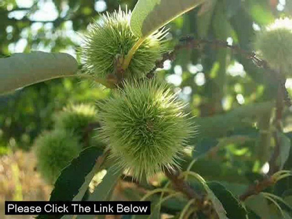 Bowtrol Colon Cleanse  Review