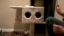 Bengal Cats Rocket & Rumble Playing with Cat Tree