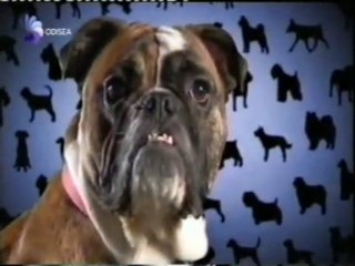 Inteligencia social: Perros vs. primates (Evolucion canina)