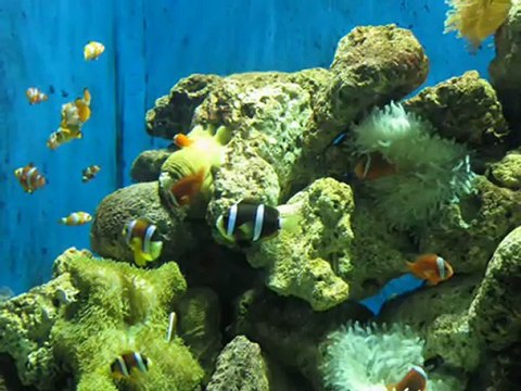 Hilton head metropolitan hotel