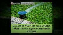 5 Steps to DIY Lawn Turf Repair - Can you Do it?