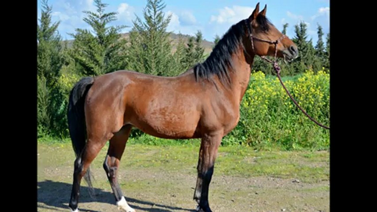 Présentation des Chevaux Elevage Haras Dey février 2013