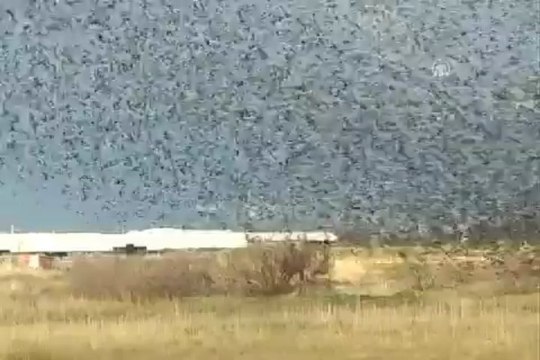 Kuşların mucizevi dansı