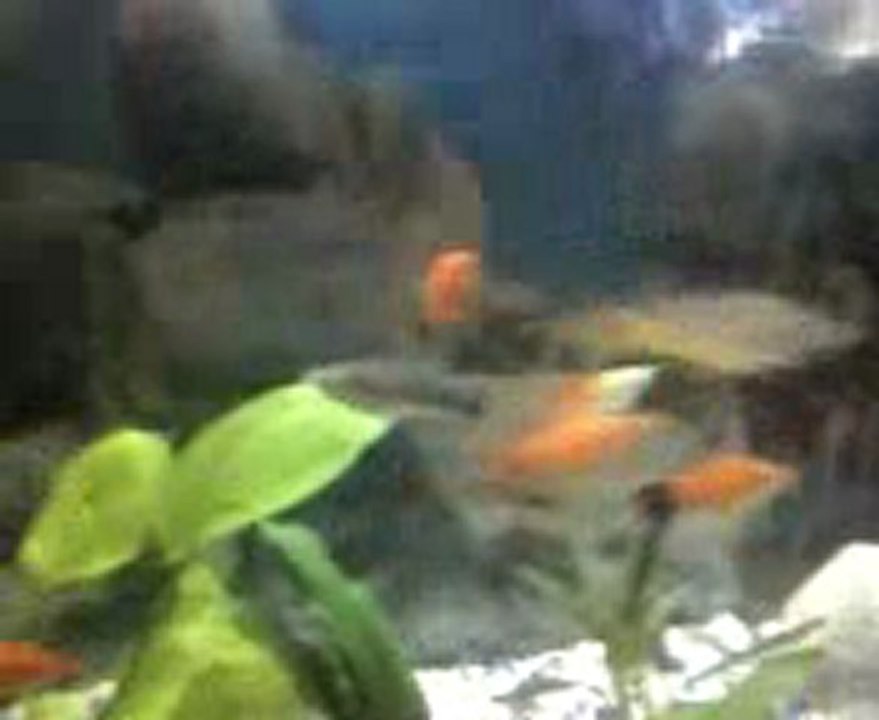 Video0019