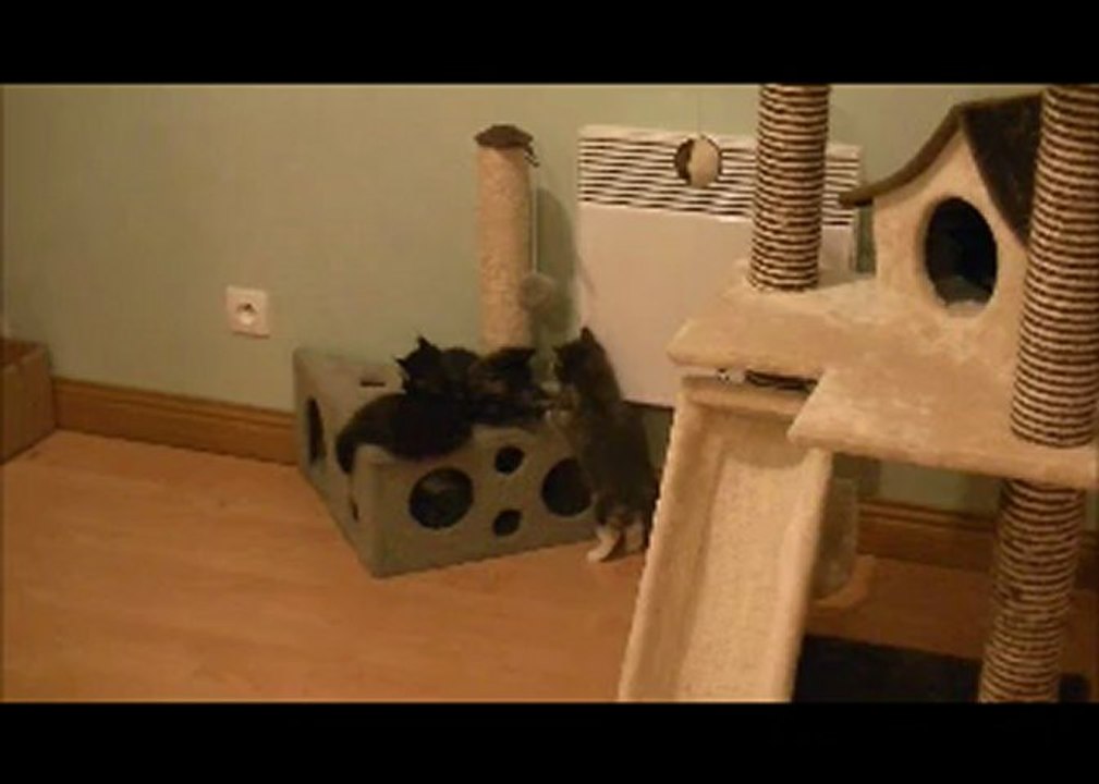 Chatons des Lynx d'Amarine, nés le 13/01/2013, ils ont un mois.