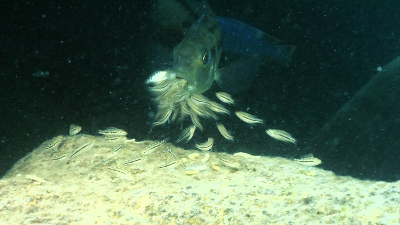 Mouth-brooding | Cichlids of Lake Malawi Ep6
