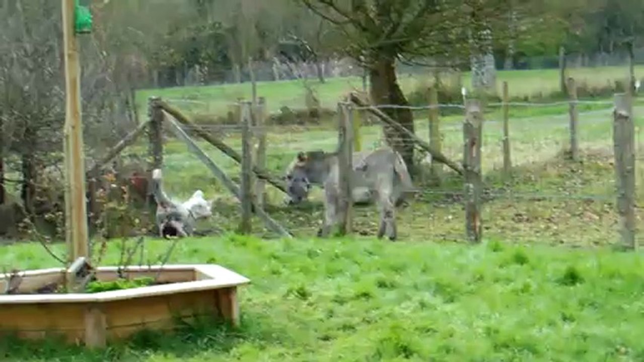 les animaux sont fous !