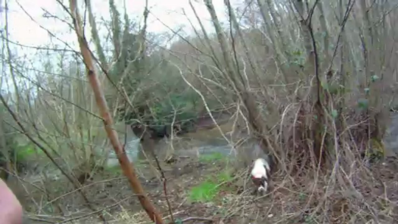 chasse à la bécasse au braque français