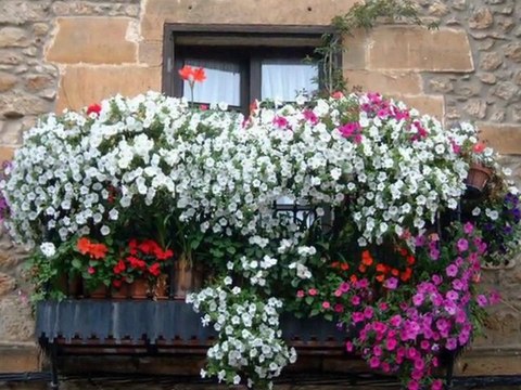 El Pastor Solitario-Gheorghe Zamfir