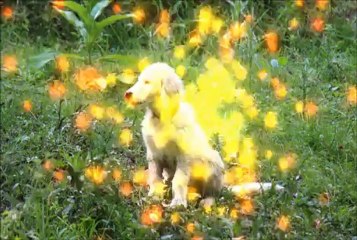 Ferizi dhe Halili - Kanga Azem Bejta