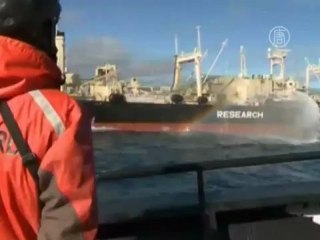 Японские китобои пошли на таран