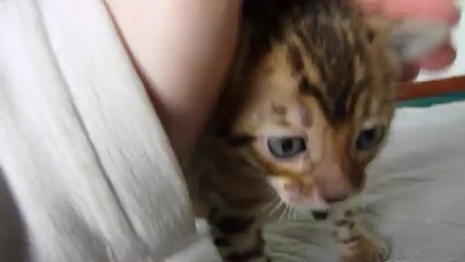 Magic Bengal Ilixir, boy 1 month old