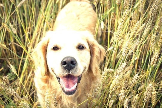 All About Golden Retrievers