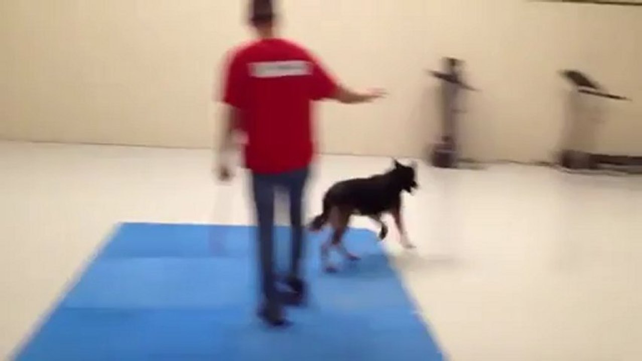 5 dogs practice "Place"