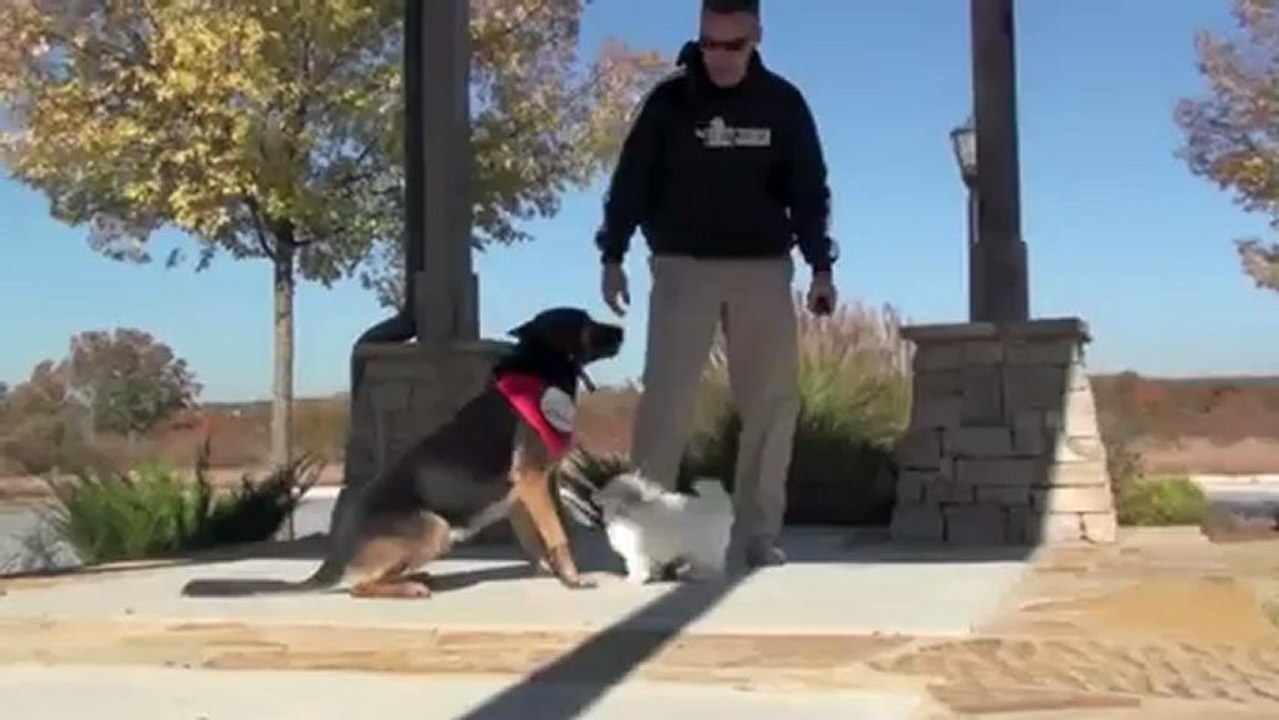 Atlanta Board & Train - Sit Means Sit Dog Training - Tink