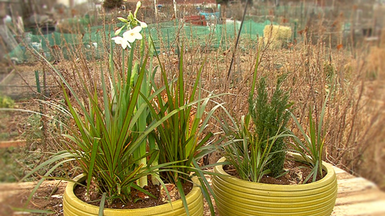 How To Pot Bulbs For Colorful Winter Plants