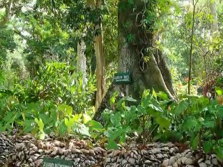 Escale à OCHOS RIOS