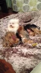 Cottie'nin fendi Zeytin'i yendi !