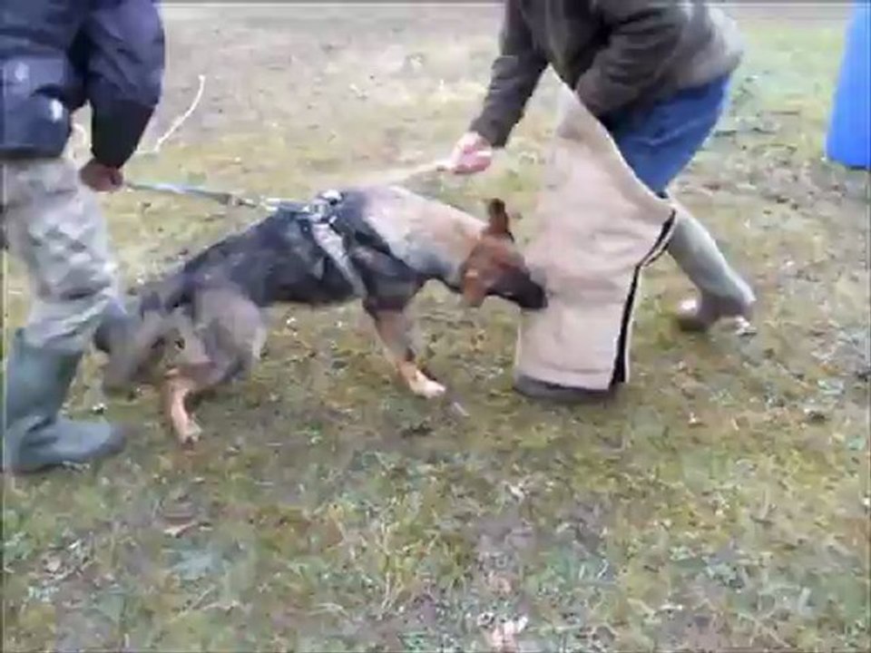 HARLEY le 21/02/2013 à l'élevage