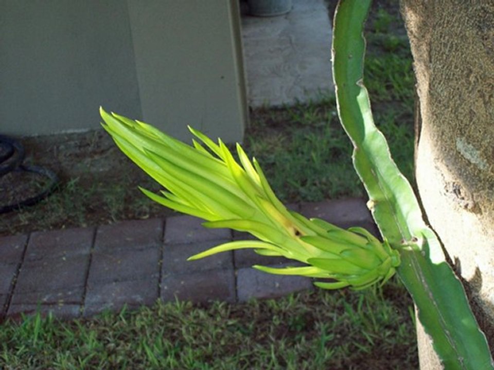 Hylocereus Undatus  "Reina de la noche"