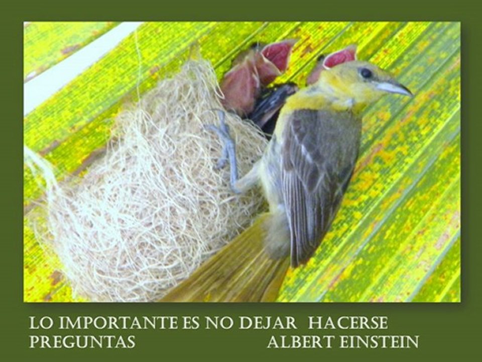 FRASES Y PROVERBIOS CELEBRES