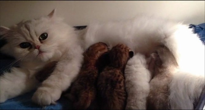 Portée de chatons persans Golden Shell et Chinchilla