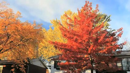 "FOREIGN LANGUAGE", Sort Film by Adam Kelly Morton (Canada)