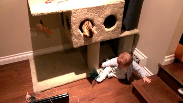 Baby Teasing the Cats with a Stick