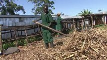 En Ouganda, un bio-combustible pour arrêter la déforestation