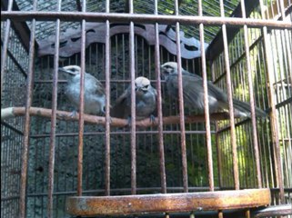 CUCAK RAWA-INDUKAN CUCAK RAWA - JUAL CUCAK RAWA