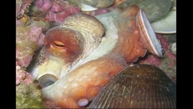 sites naturels centre de Plongée le Poulpe du Barcares