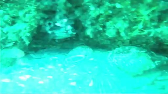 sites artificiels centre de Plongée le Poulpe du Barcares