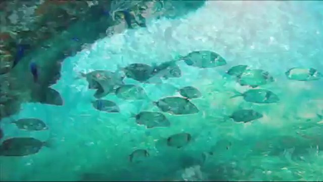 la côte vermeille centre de Plongée le Poulpe du Barcares