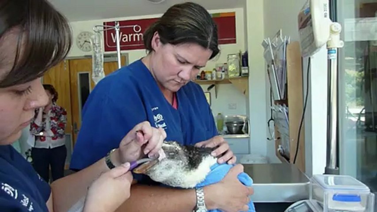 Kein Happy End für 'Happy Feet junior'