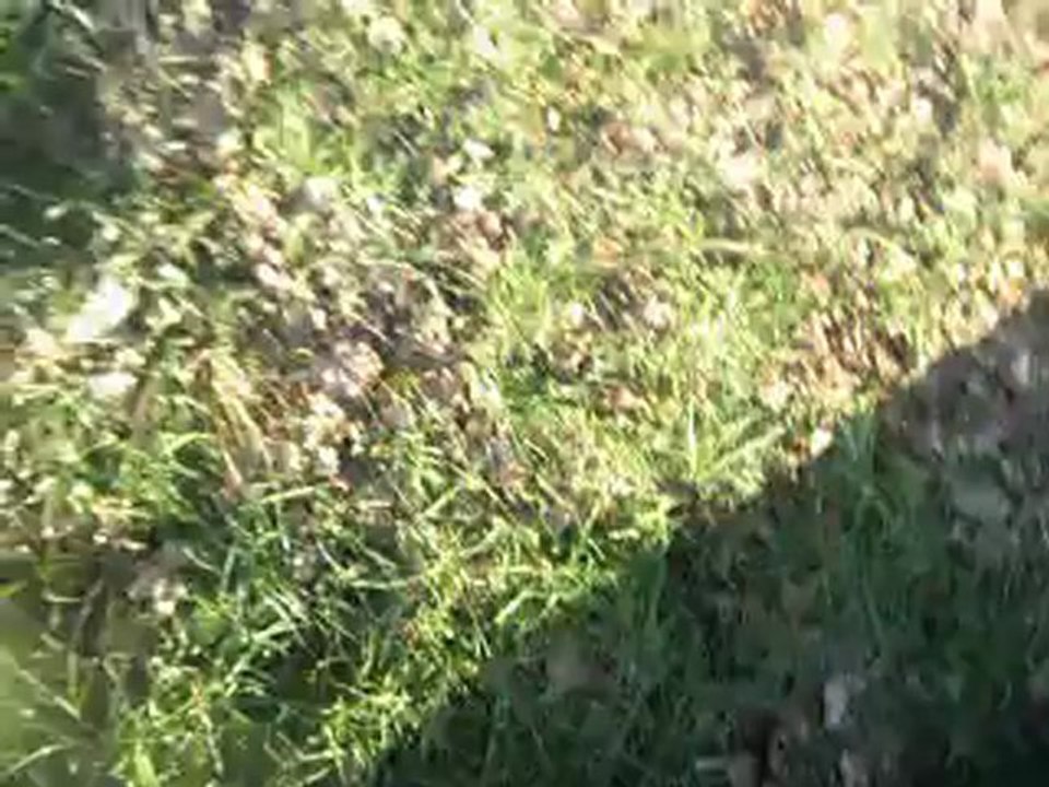 mes video du matin 015