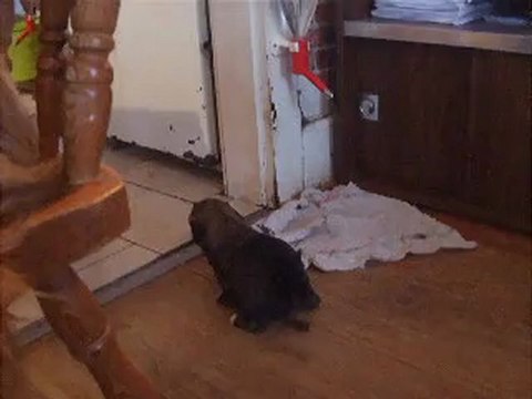 sortie des nouveaux bébés lhassas