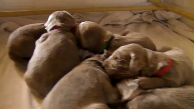 20.02.2013 Jesse//Ewan bébés poils longs Jours 12