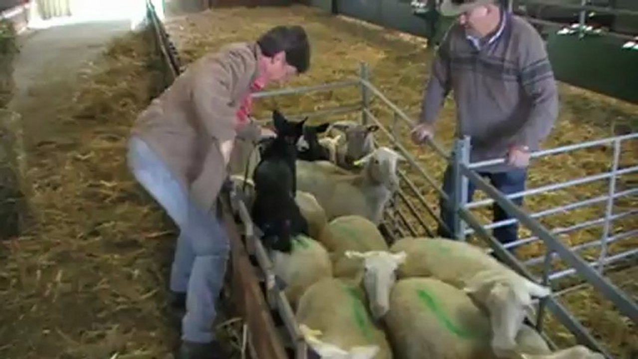 Backing & barking P2