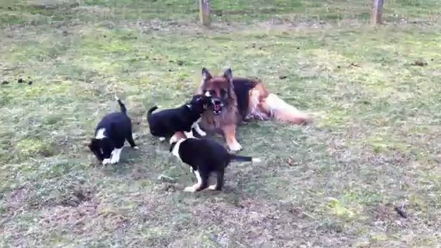 Chiots Dixie & Black 8 semaines / vidéo 2