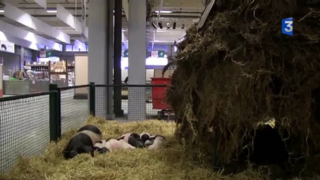 SIA 2013 : La sieste cochonne