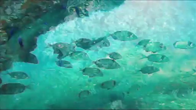 la côte vermeille centre de Plongée le Poulpe du Barcares