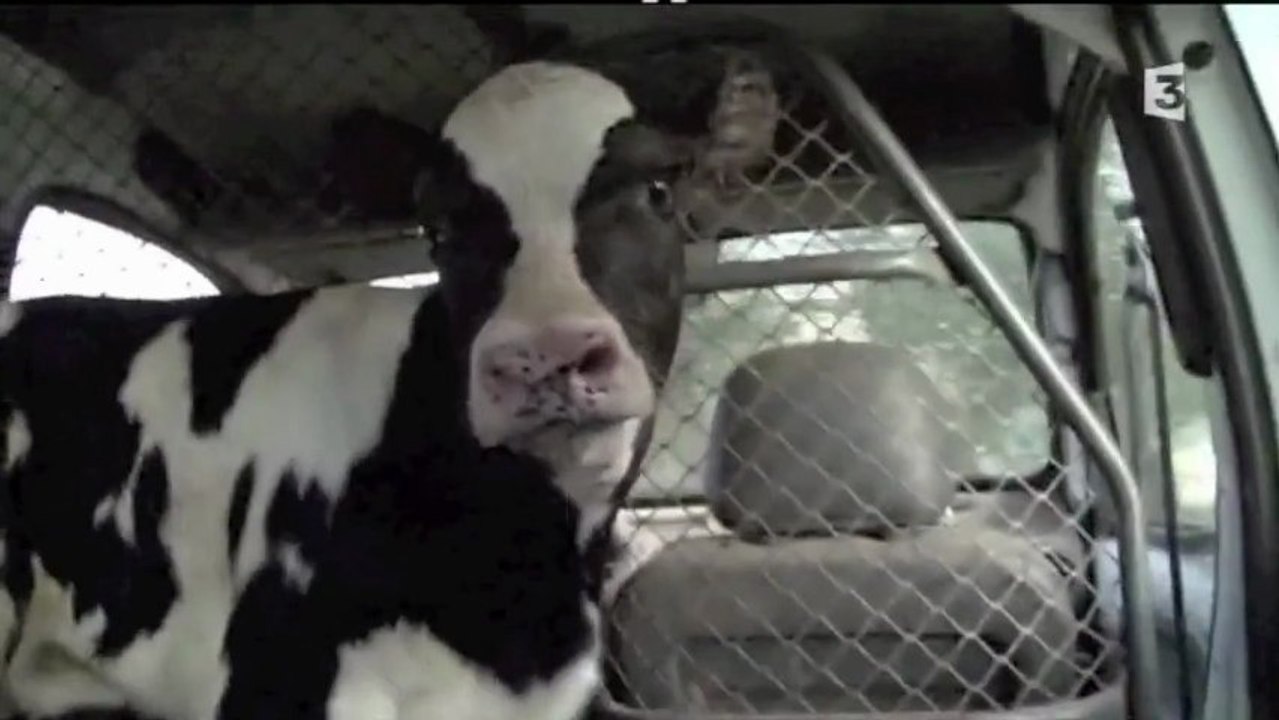 Séparation d'une vache et de son veau - Le prix du lait