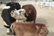 Retrouvailles d'une vache avec son veau, sauvés de l'abattoir