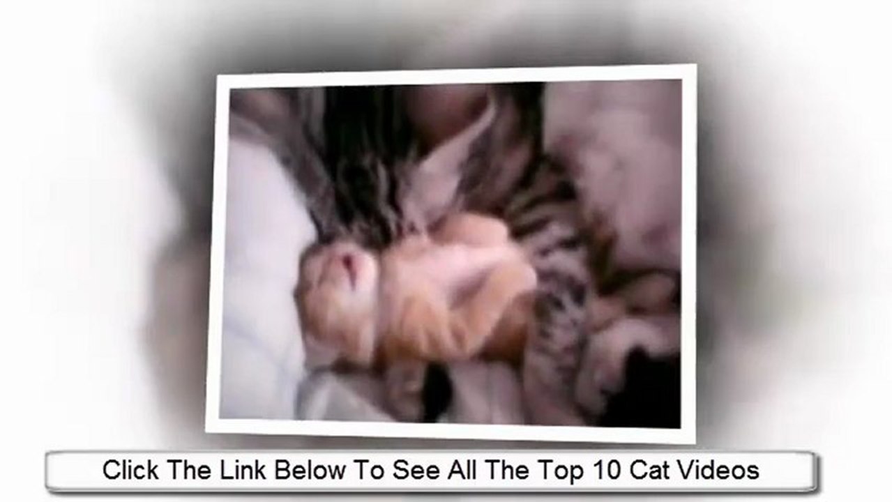Top 10 Most Popular Cat Video Ever!